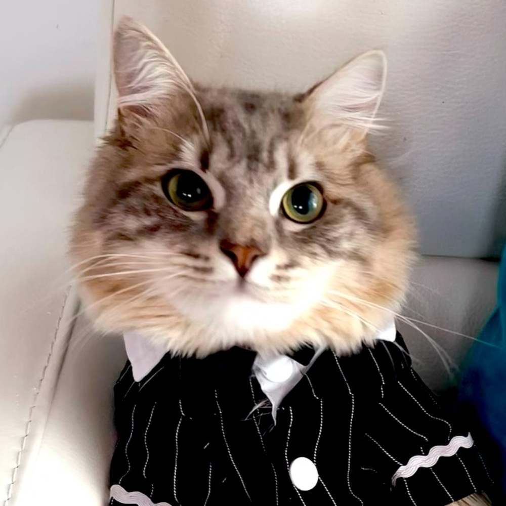 Meet your Posher, Gloria designs